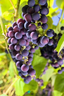 Grape in vineyard. clipart