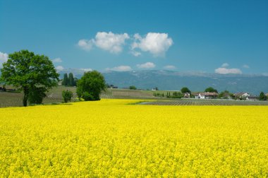 Swiss çiftlikleri ve çayırlar