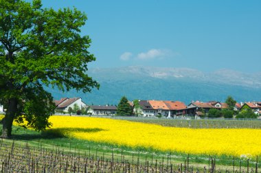 Swiss çiftlikleri ve üzüm bağları