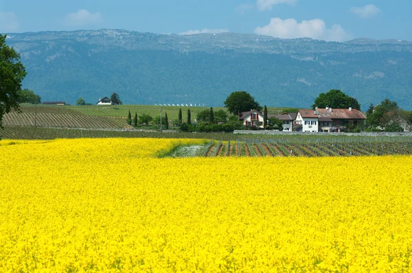 Swiss farms and vineyards — Stock Photo, Image
