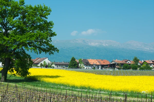 Stock image Swiss farms and vineyards