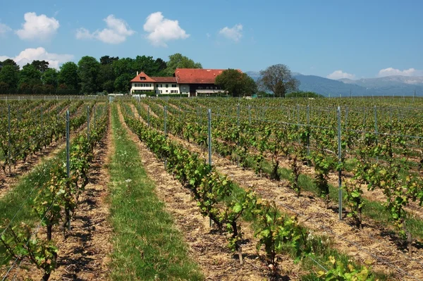 Фермы и виноградники Швейцарии — стоковое фото