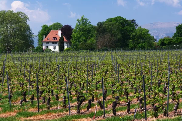 Swiss farms and vineyards — Stock Photo, Image