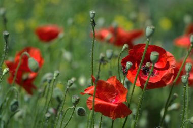 Wild poppies in summer field clipart