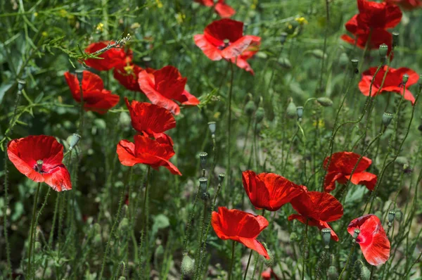 Wild poppies in summer field — Stock Photo, Image