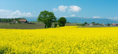 Swiss farms and meadows clipart