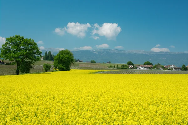 Aziende agricole e prati svizzeri — Foto Stock