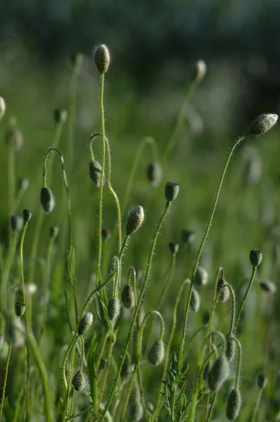 stock image Poppy buds