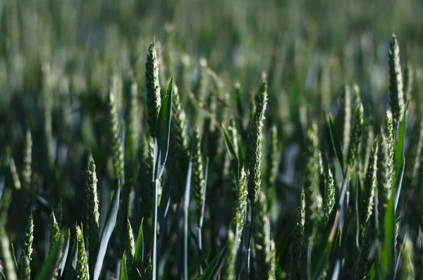Letní podán z pšenice — Stock fotografie
