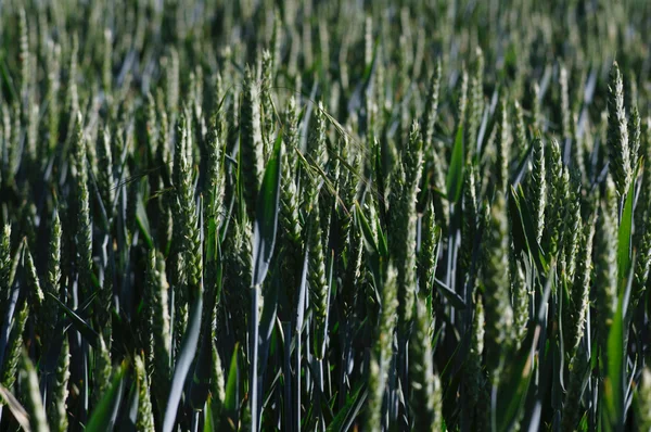 夏季小麦的提交 — 图库照片