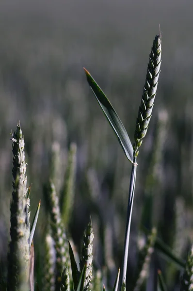 夏季小麦的提交 — 图库照片