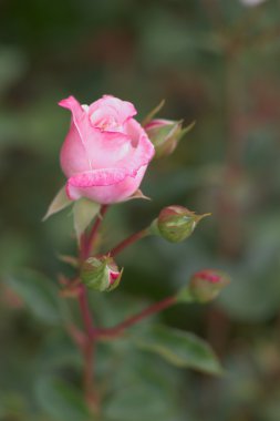 Bahçedeki pembe gül