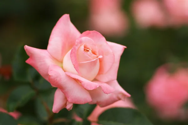 Único rosa flor amarela — Fotografia de Stock