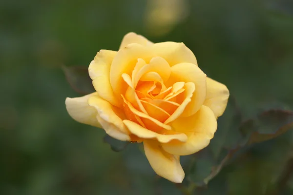 Única flor rosa amarela — Fotografia de Stock