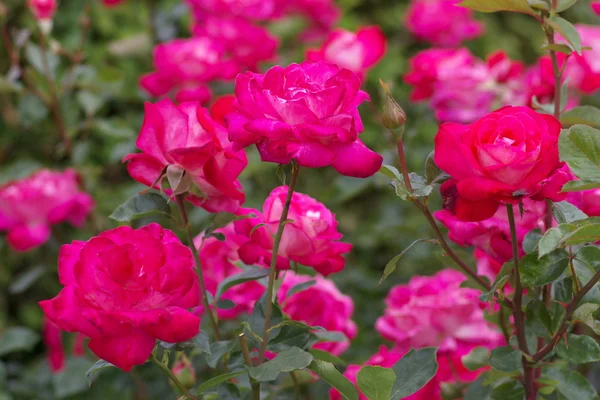 stock image Red roses in garden