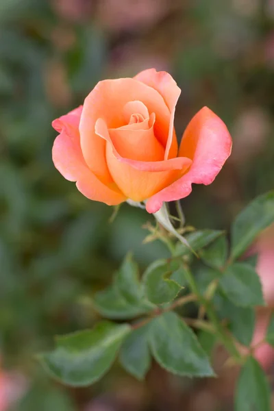 Única rosa rosa flor — Fotografia de Stock