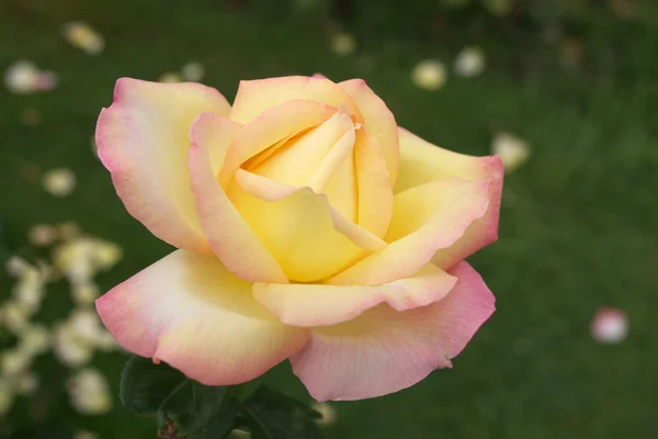 stock image Single pink yellow flower