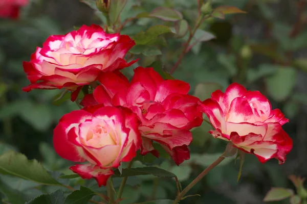 Poucas flores vermelhas rosa — Fotografia de Stock