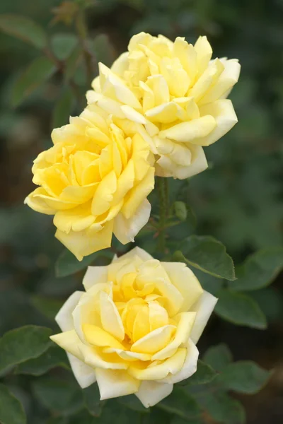 stock image Three yellow roses