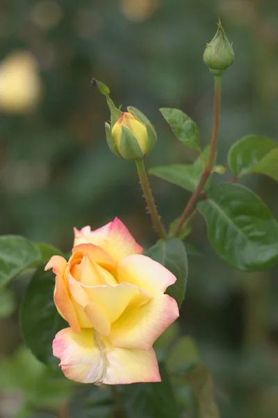 Única rosa rosa flor — Fotografia de Stock