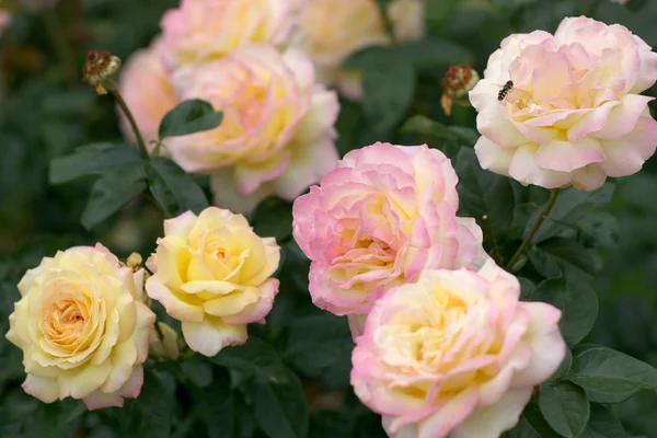 Rosa und gelbe Rosen — Stockfoto
