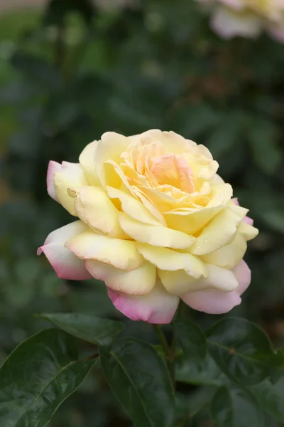 stock image Single pink rose flower