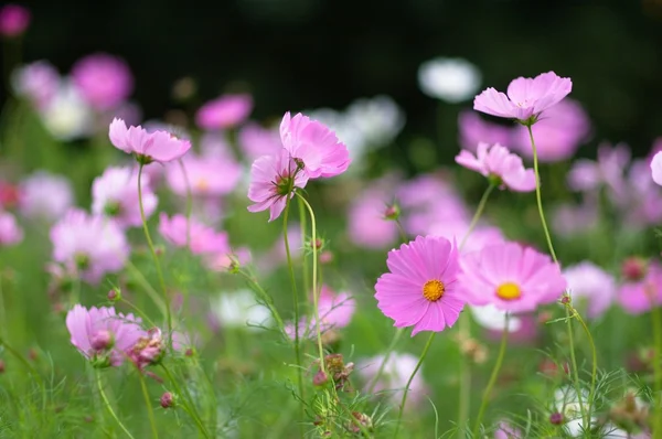 Декоративные цветы в летнем саду — стоковое фото