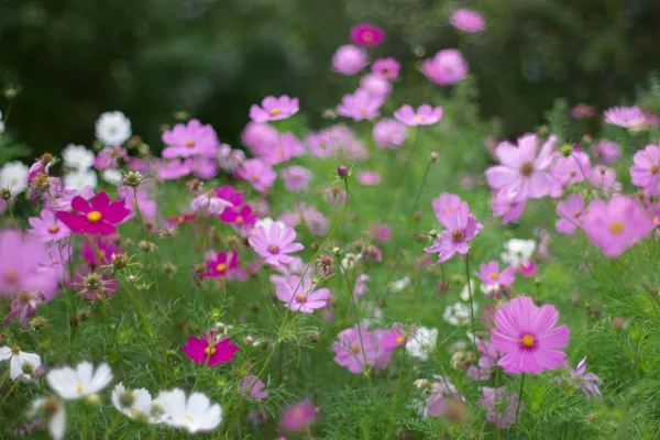 Bloemen in de tuin — Stockfoto