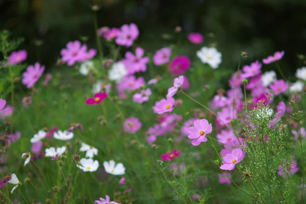 Fleurs dans le jardin — Photo