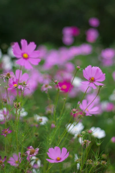 Flores no jardim — Fotografia de Stock