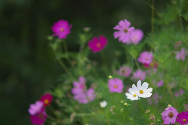 Flores en jardín —  Fotos de Stock