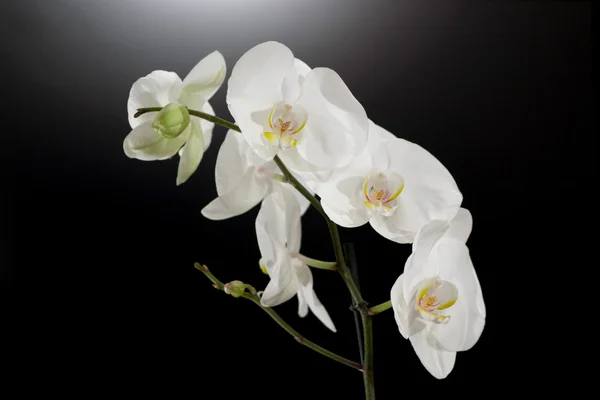 stock image White orchid flower