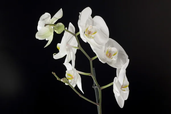 stock image White orchid flower