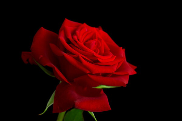Single beautiful red rose flower, studio shot, isolated on black