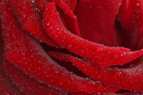 Red rose flower details with drops — Stock Photo, Image
