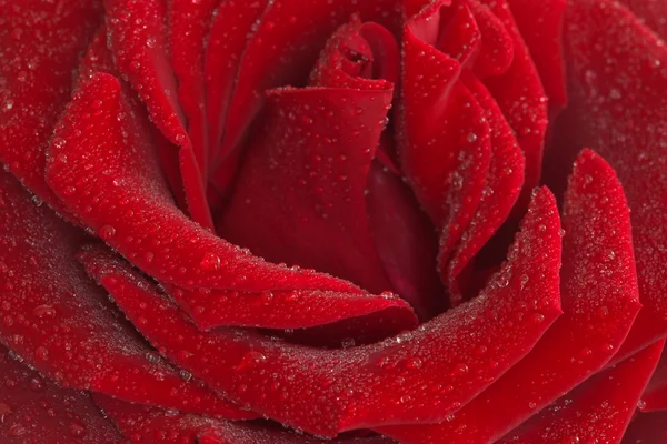 Red rose flower details with drops — Stock Photo, Image