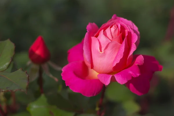 Única flor rosa rosa — Fotografia de Stock