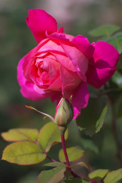 Única rosa rosa flor — Fotografia de Stock