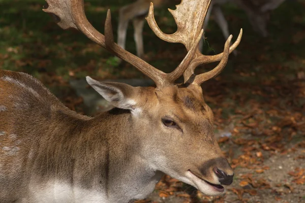 stock image Male deer close