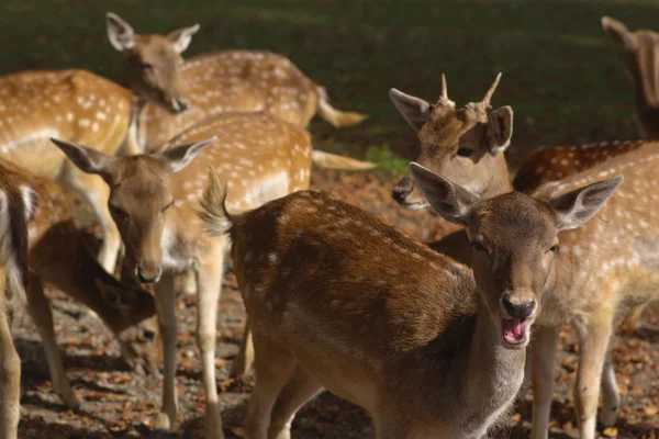 stock image Male deer close