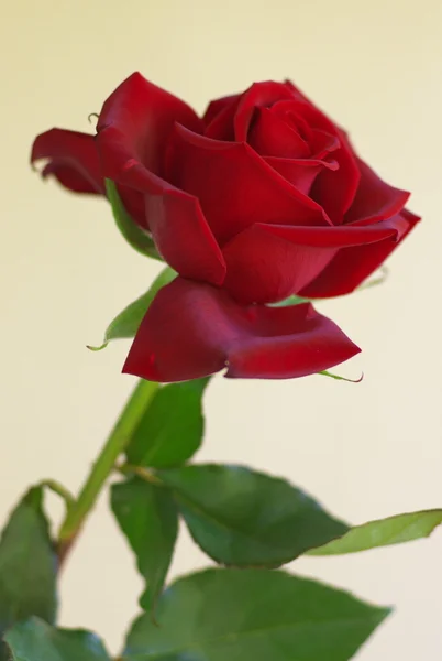 Einzelne rote Rose Stockbild