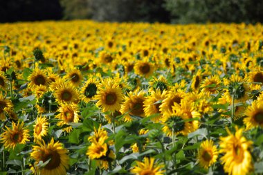 sunlowers alanı