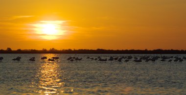 günbatımı camargue içinde