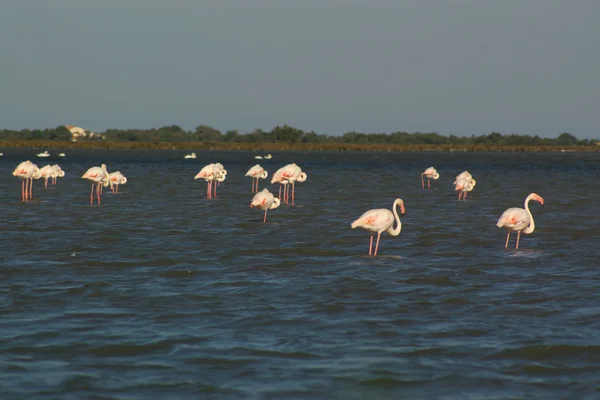Paisagem com flamingos — Fotografia de Stock