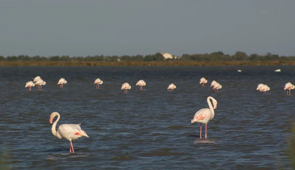 Landscape with flamingos — Stock Photo, Image