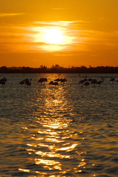 Landschaft mit Sonnenuntergang und Flamingos — Stockfoto