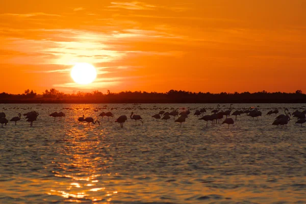 Landscape with sunset and flamingos — Stock Photo, Image