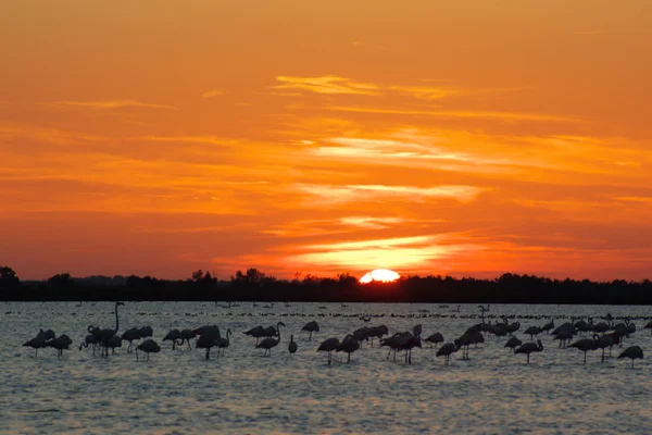 Landscape with sunset and flamingos — Stock Photo, Image