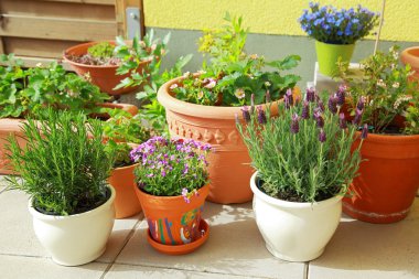 Terrace or roof gardening clipart