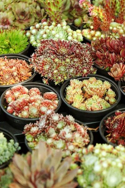 Succulents for sale — Stock Photo, Image